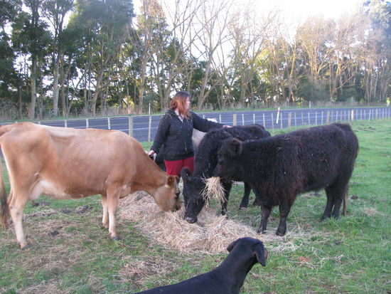 Sheryn beim Kühe füttern.