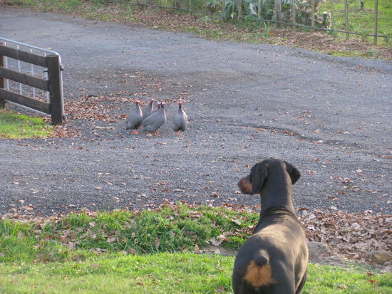 Sadies ärgert die Perlhühner.