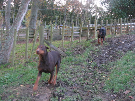 Unsere beiden verschmusten Dobermänner bzw. -Frauen.