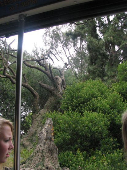 Genau wie der ganze Wald hier.