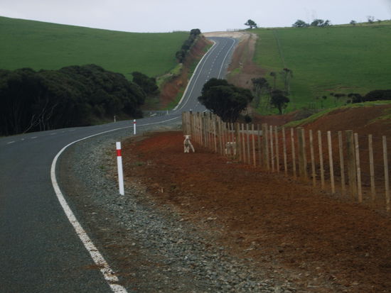 Das zu rettende Lamm. Leider gescheitert.