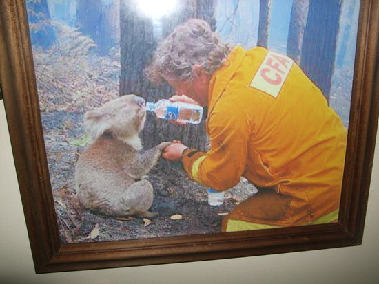 Sehr bekanntes Bild bei einem australischen Buschbrand.