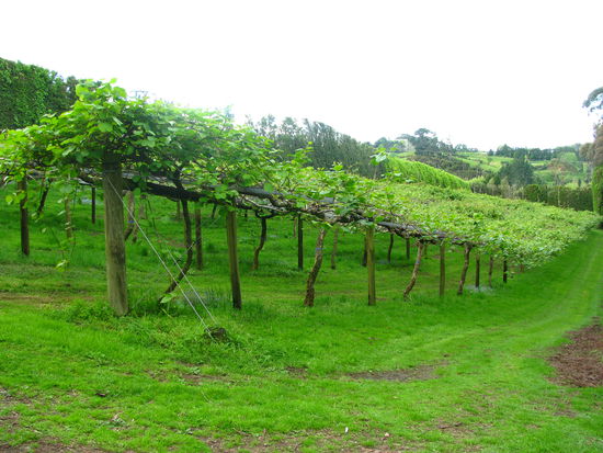 Und noch mehr Kiwis!