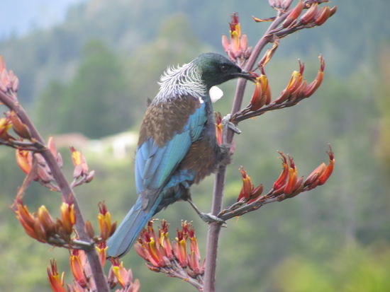 Einer von Neuseelands vielen einheimischen Voegeln.