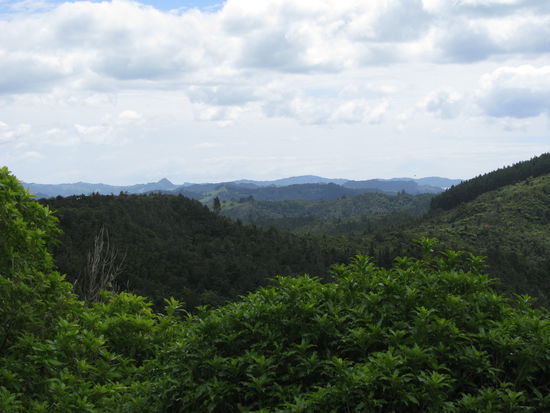 Auch in der Coromandel gibt es viel Wald!