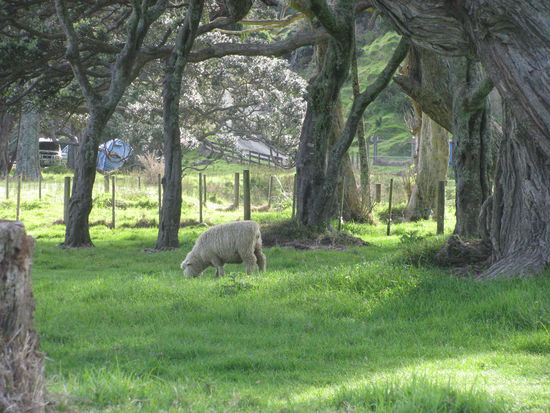 Auch Schafe waren hier am grasen.