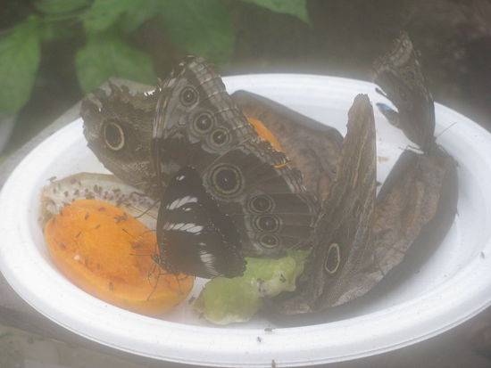 Schmetterlinge bei ihrem Mittagessen.