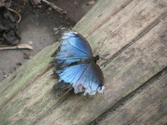 Sieht sehr mitgenommen aus.