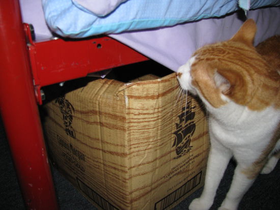 Die aussert neugierige Hostel-Katze stattete uns einen Besuch ab abends.