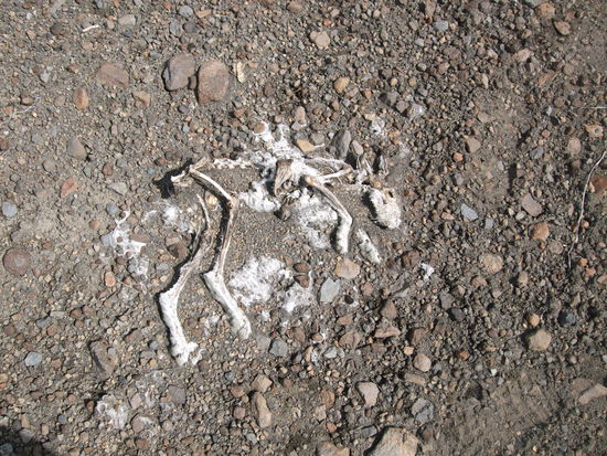 Vegetation ist hier halt nicht.