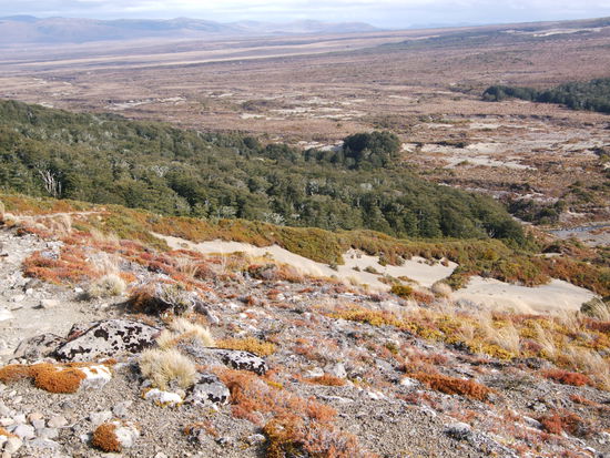 Da irgendwo drin im Wald sollte die Huette stehen.