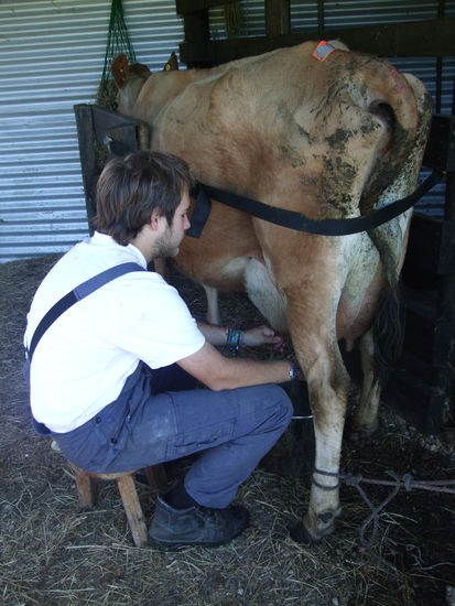 Robin beim Melken von Saphire.