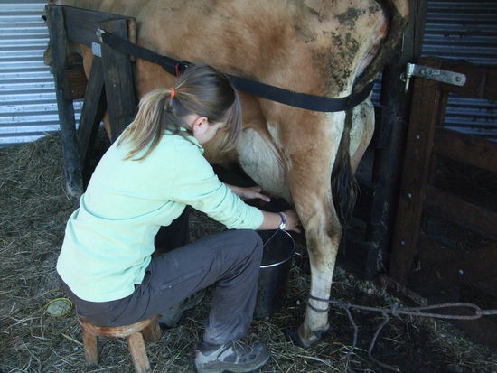 Und Laura beim Melken!