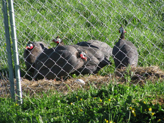 Perlhuehner gefangen! Sehr dumme Tierchen.