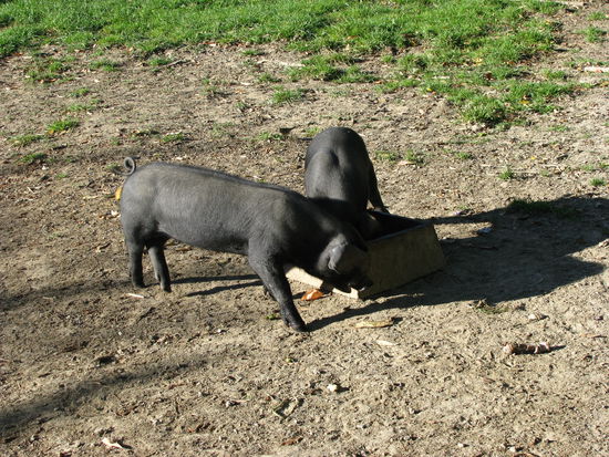 Beim Schweine-Fuettern.
