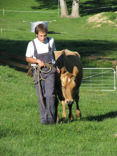 Robin bringt Sapphire zum Melken rein.