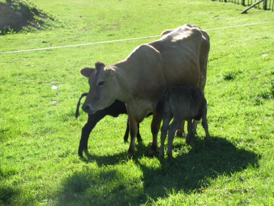 Nach dem Melken durften dann auch die Kaelber noch etwas Milch haben!