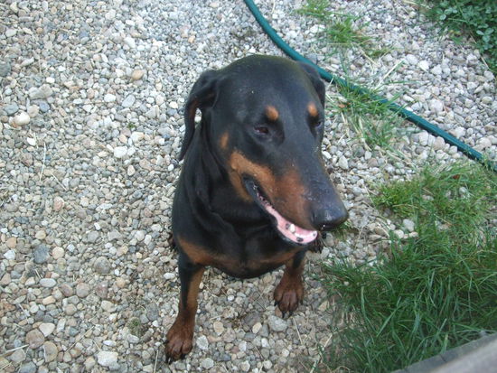 Sadies war immer gerne bei uns und sah uns beim arbeiten zu!