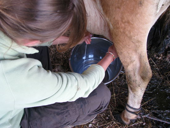 Wieder morgens beim Melken.