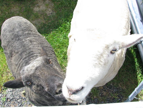 Sparky und Spread, die beiden Schafe!