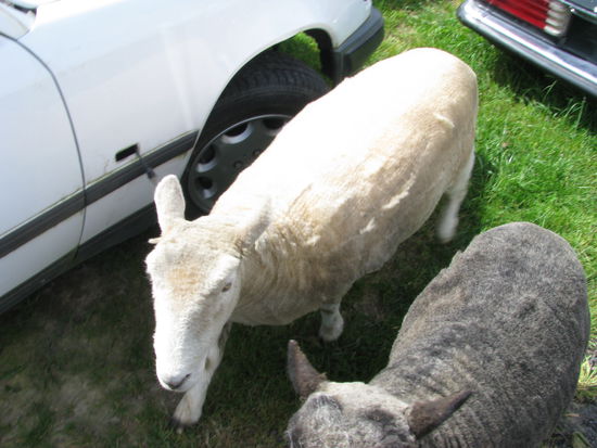 Mitlterweile endlich geschoren!!!
