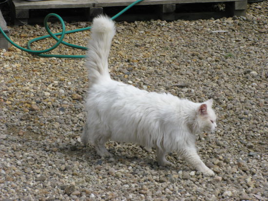 Smudge, der Boss hier.