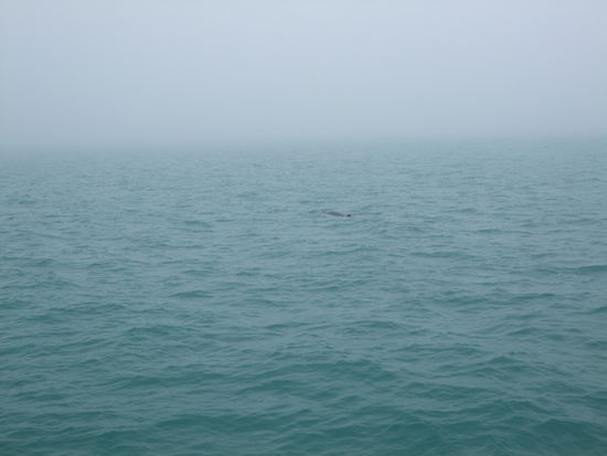 Ein kleiner Wal ganz allein.