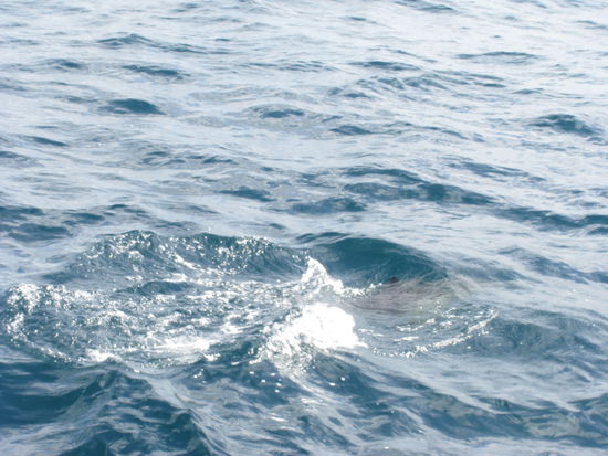 Aufgrund ihrer Schnelligkeit sind sie ziemlich schwer auf's Bild zu bekommen.