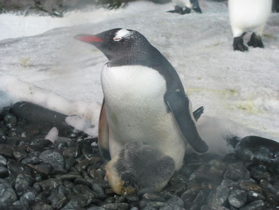 Beim Warmhalten des Nachwuchses.