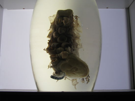 Ein Stueck Tintenfisch-Tentakel.