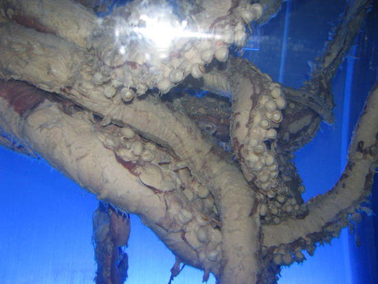 Die Arme des Giant Squid.