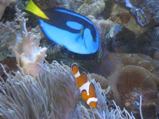 Und wir haben natuerlich auch Nemo gefunden!
