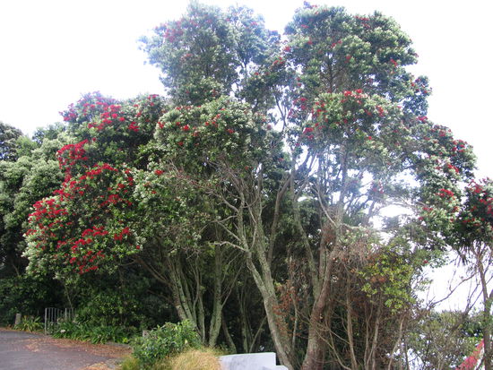 Ein neuseelaendischer Weihnachtsbaum.