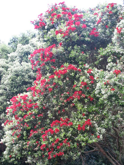 Diese Baeume gelten hier als Weihnachtsbaeume, da sie etwa um Weihnachten ihre volle Bluete erreichen und komplett rot bluehen.