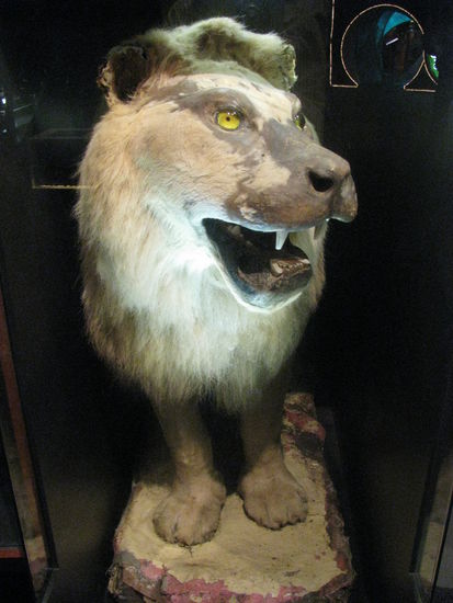 Ein ausgestopfter Löwe, der mal im Zoo Wellingtons gelebt hatte.