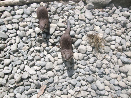 Die beiden Otter schauten uns ganz vorwitzig zur Begruessung an.