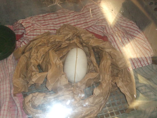 Ein Kiwi-Ei. Die Spghetti liegt oben drauf, damit man sieht, ob der Vogel innendrin lebt. Bewegt er sich naemlich von Zeit zu Zeit, faellt die Spaghetti runter.