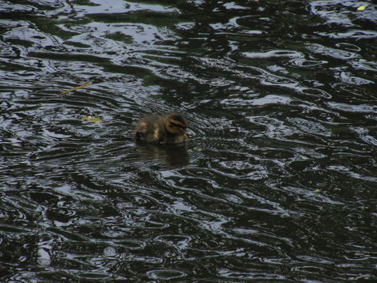 Entenkueken hatten gerade schwimmen gelernt.
