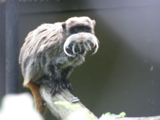 Die lustigen Affen mit Schnauzbart. 