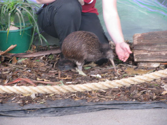 Tahi, der einbeinige Kiwi.