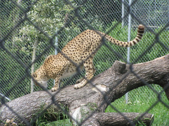 Die grosse Katze. Der Loewe war leider auf Paarungsurlaub nach Christchurch geschickt worden.