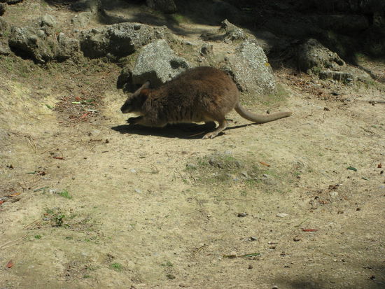 Australische Wallabies!