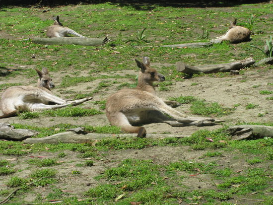 Und die faulen Kaenguruhs.