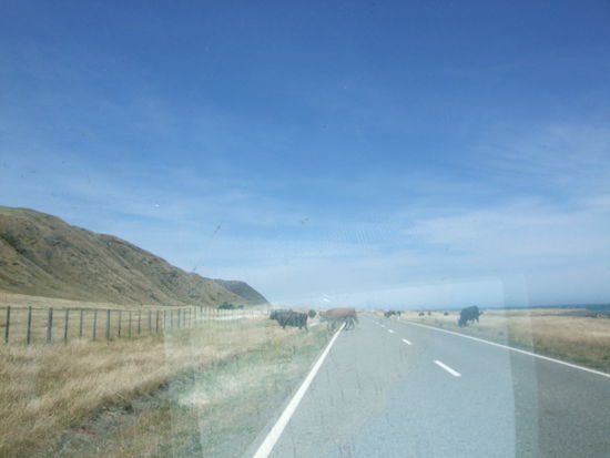 Kühe auf der Strasse, ganz normal in Neuseeland.