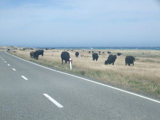 Ohne Zaun ist das ja auch klar.
