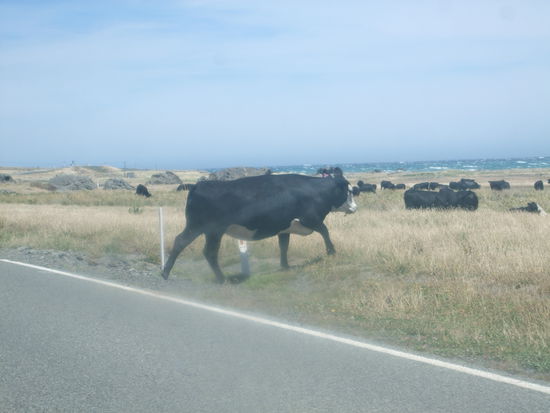Jetzt aber schnell von der Strasse!