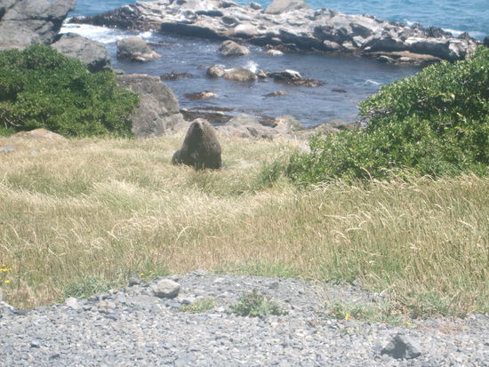 Der erste Seelöwe!!