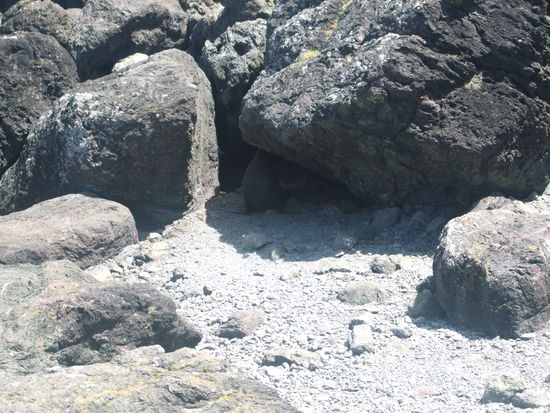 Unterm Stein versteckt. 