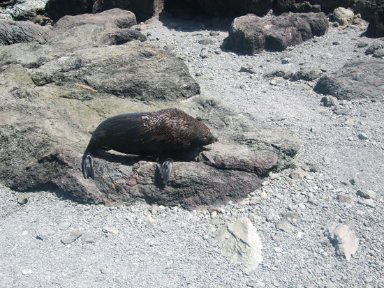 Der hat sich einfach vor Robin gelegt.