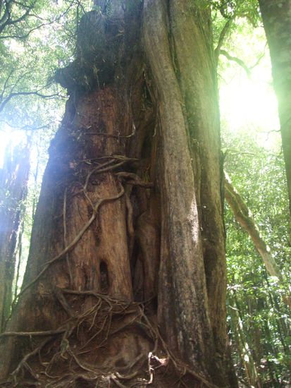 Ein ziemlich alter Baum.